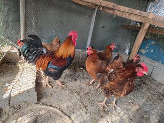 김영복님의 자유주제 · 자유게시판 작성글 사진