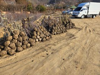 일심묘목농원님의 자유주제 · 자유게시판 작성글 사진