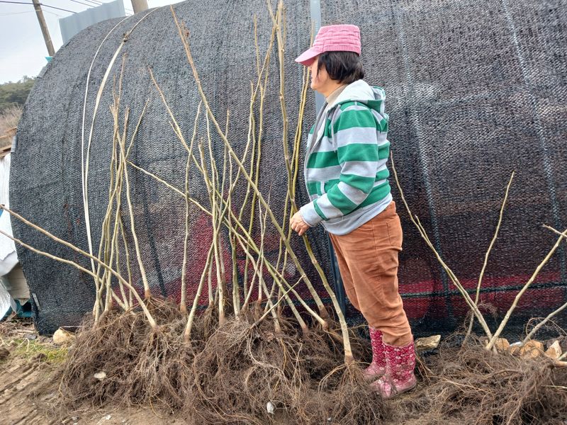 이은숙 님의 장터 판매 상품 [호두묘목 온185 ] 첨부 사진