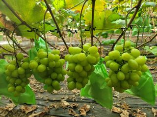 호박15325님의 자유주제 · 자유게시판 작성글 사진