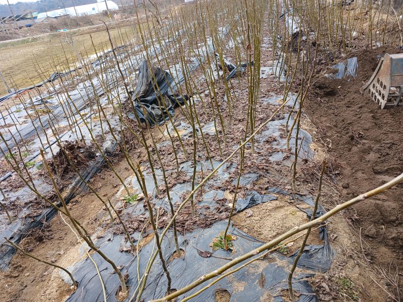 이은숙 님의 장터 판매 상품 [호두묘목 온185 ] 첨부 사진