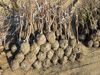 일심묘목농원님의 자유주제 · 자유게시판 작성글 사진