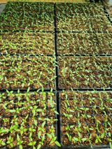 팜모닝 자유주제·자유게시판 게시글 이미지