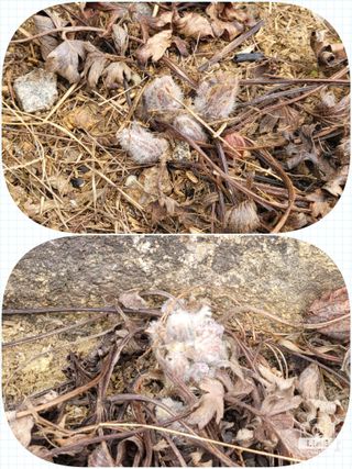 조용길님의 자유주제 · 자유게시판 작성글 사진