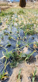 팜모닝 농사, 무엇이든 물어보세요!·참여글 게시글 이미지