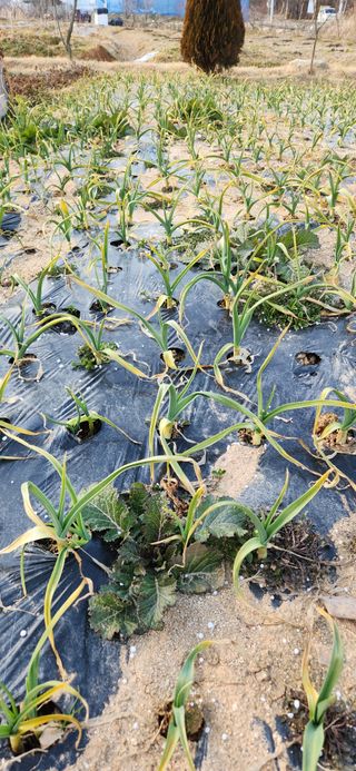 한재골님의 농사, 무엇이든 물어보세요! · 참여글 작성글 사진