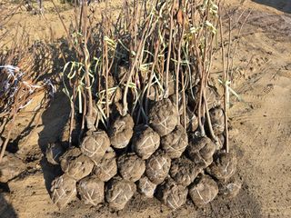 일심묘목농원님의 자유주제 · 자유게시판 작성글 사진