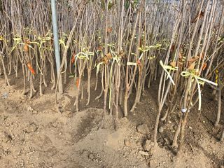 일심묘목농원님의 자유주제 · 자유게시판 작성글 사진