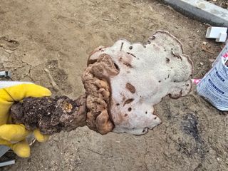 김진환님의 농사, 무엇이든 물어보세요! · 참여글 작성글 사진