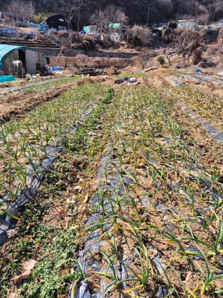 봉림동 태진농장님의 자유주제 · 자유게시판 작성글 사진