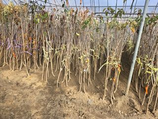 일심묘목농원님의 자유주제 · 자유게시판 작성글 사진