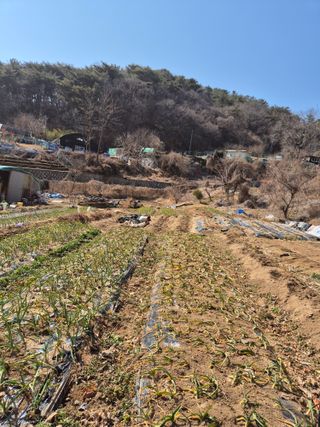 봉림동 태진농장님의 자유주제 · 자유게시판 작성글 사진