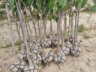 일심묘목농원님의 자유주제 · 자유게시판 작성글 사진