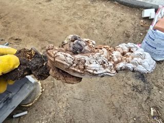 김진환님의 농사, 무엇이든 물어보세요! · 참여글 작성글 사진