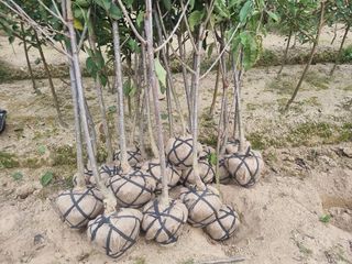 일심묘목농원님의 자유주제 · 자유게시판 작성글 사진