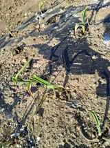 팜모닝 농사, 무엇이든 물어보세요!·참여글 게시글 이미지