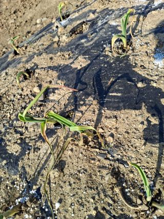 문현님의 농사, 무엇이든 물어보세요! · 참여글 작성글 사진