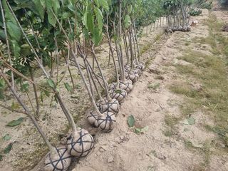 일심묘목농원님의 자유주제 · 자유게시판 작성글 사진