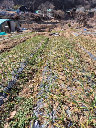 봉림동 태진농장님의 자유주제 · 자유게시판 작성글 사진