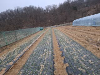 초보굴백이님의 마늘 · 비료•농약 작성글 사진