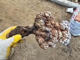 김진환님의 농사, 무엇이든 물어보세요! · 참여글 작성글 사진