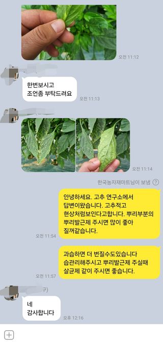 대산농사대장님의 고추 · 일상 작성글 사진