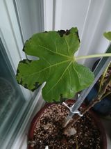 팜모닝 농사, 무엇이든 물어보세요!·참여글 게시글 이미지