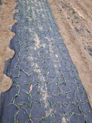 초보굴백이님의 마늘 · 비료•농약 작성글 사진