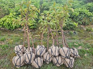 일심묘목농원님의 자유주제 · 자유게시판 작성글 사진