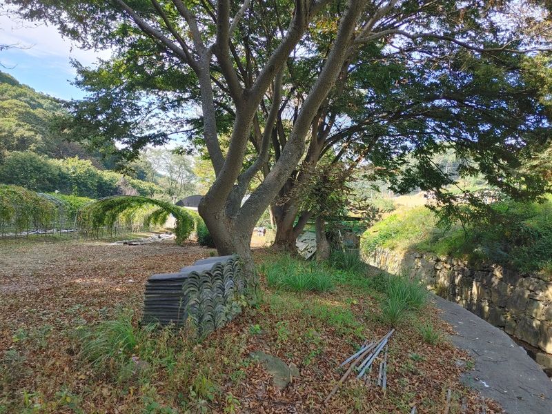 시금치15102님의 장터 판매 상품 [유정란 거위알 분양] 첨부 사진