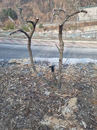 김용대님의 자유주제 · 자유게시판 작성글 사진