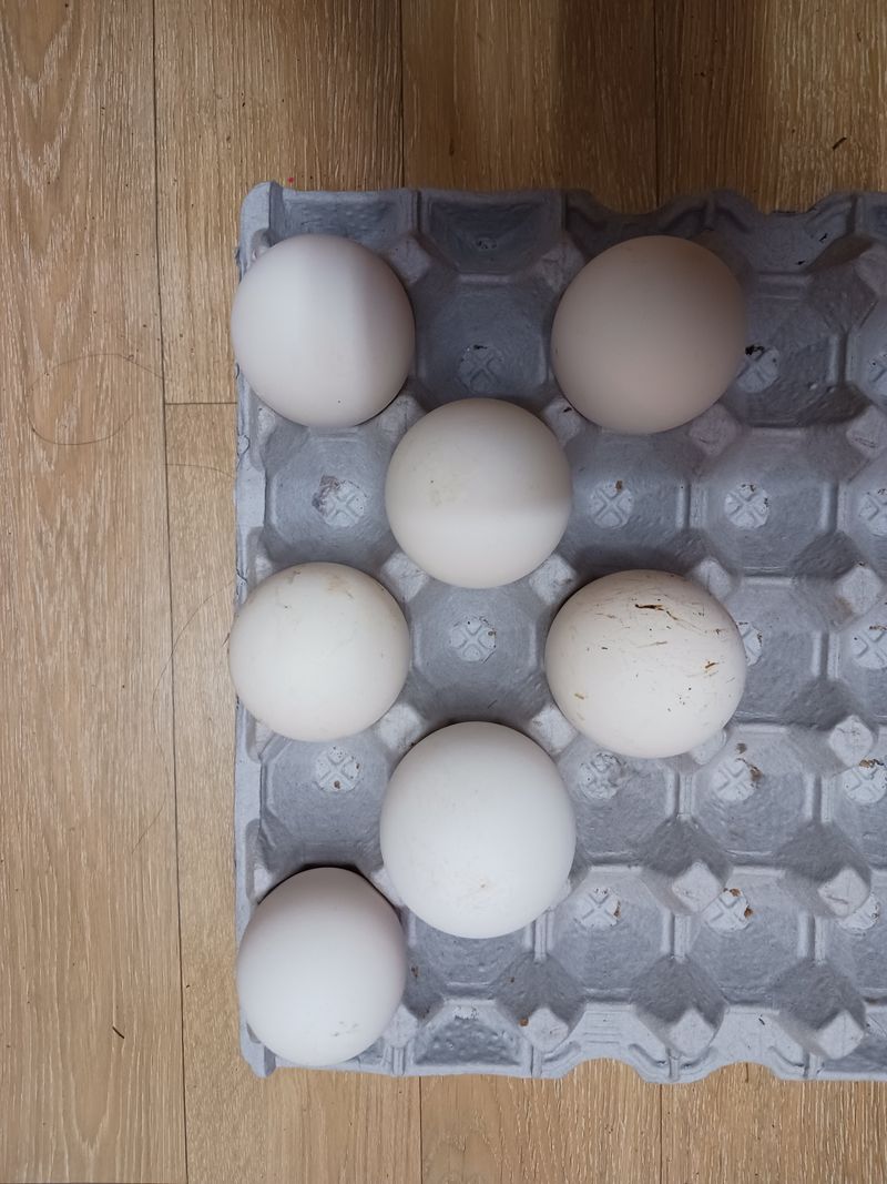 상민님의 장터 판매 상품 [거위 유정란  팝니다] 첨부 사진