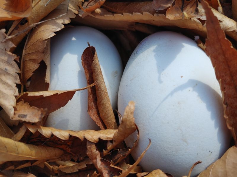 시금치15102님의 장터 판매 상품 [유정란 거위알 분양] 첨부 사진