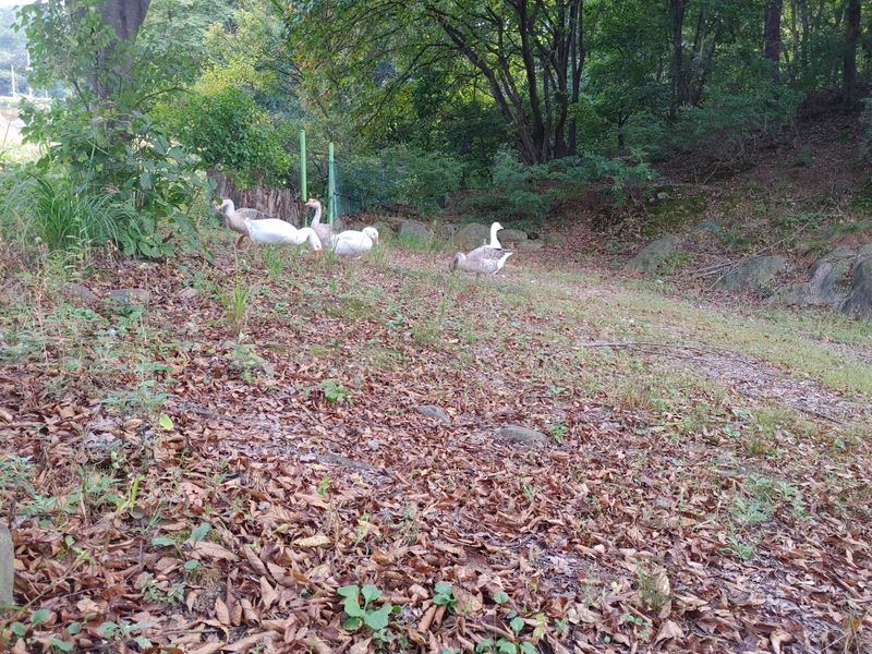 시금치15102님의 장터 판매 상품 [유정란 거위알 분양] 첨부 사진