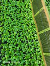 팜모닝 자유주제·자유게시판 게시글 이미지