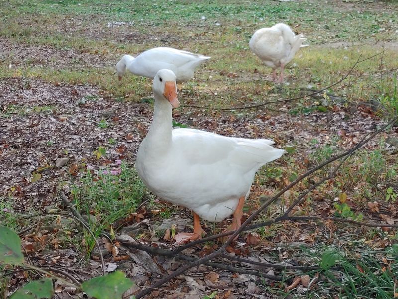 시금치15102님의 장터 판매 상품 [유정란 거위알 분양] 첨부 사진
