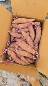 팜모닝 자유주제·자유게시판 게시글 이미지