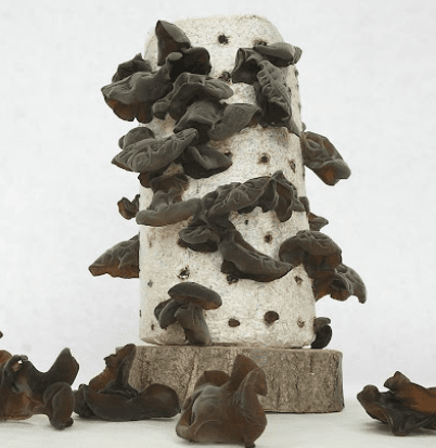 장터 상품 [목이버섯 (생물,건물)] 썸네일