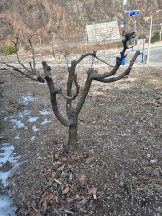 김용대님의 자유주제 · 자유게시판 작성글 사진