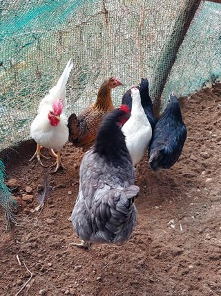 무형교회목사 안영진님의 작성글 사진