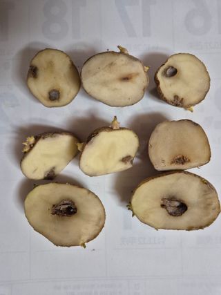 담디농원님의 농사, 무엇이든 물어보세요! · 참여글 작성글 사진