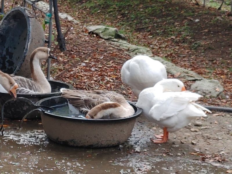시금치15102님의 장터 판매 상품 [유정란 거위알 분양] 첨부 사진