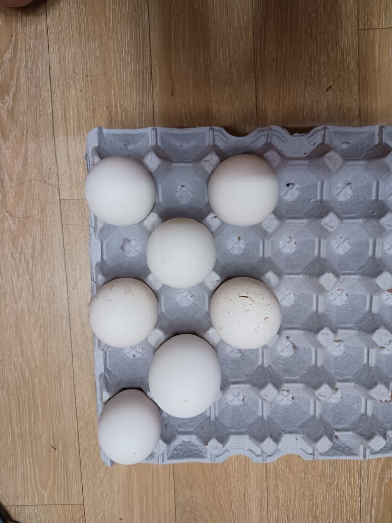 상민님의 장터 판매 상품 [거위 유정란  팝니다] 첨부 사진