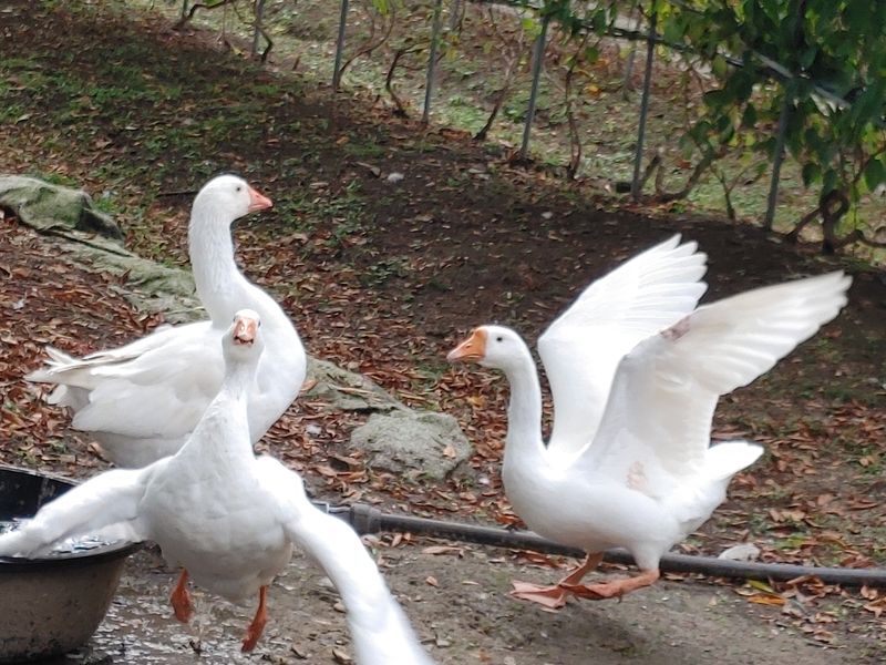 시금치15102님의 장터 판매 상품 [유정란 거위알 분양] 첨부 사진