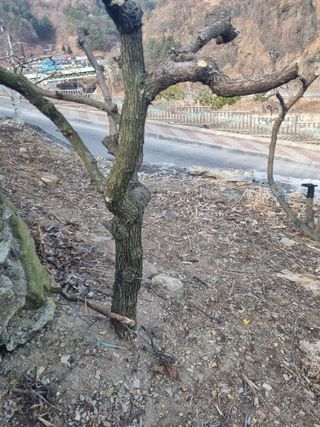 김용대님의 자유주제 · 자유게시판 작성글 사진