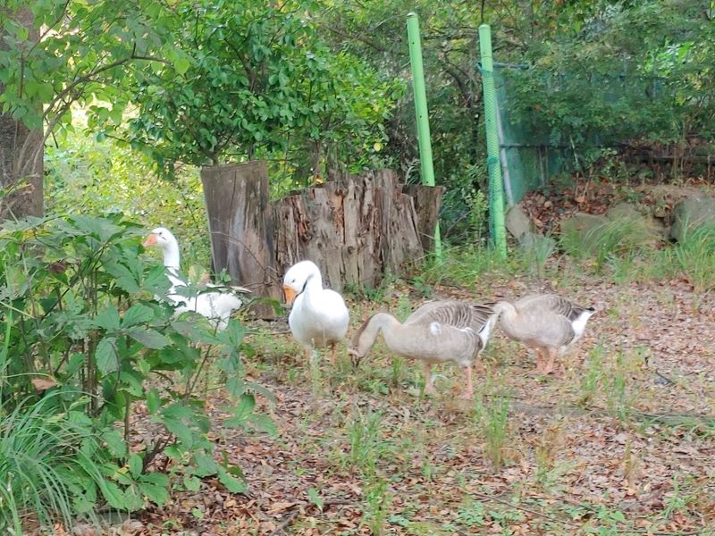 시금치15102님의 장터 판매 상품 [유정란 거위알 분양] 첨부 사진