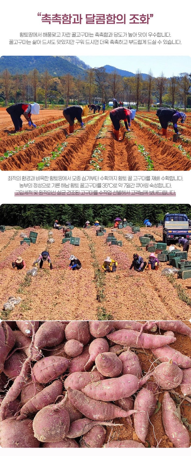 초록미소 금호농장님의 장터 판매 상품 [금호농장 해남 친환경 무농약 세척 꿀고구마 베니하루카 3kg 5kg 10kg 판매합니다.] 첨부 사진