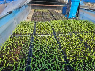 전봉우(채미농원)님의 자유주제 · 자유게시판 작성글 사진