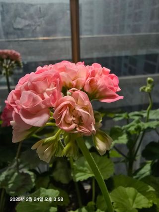 조용오님의 자유주제 · 자유게시판 작성글 사진