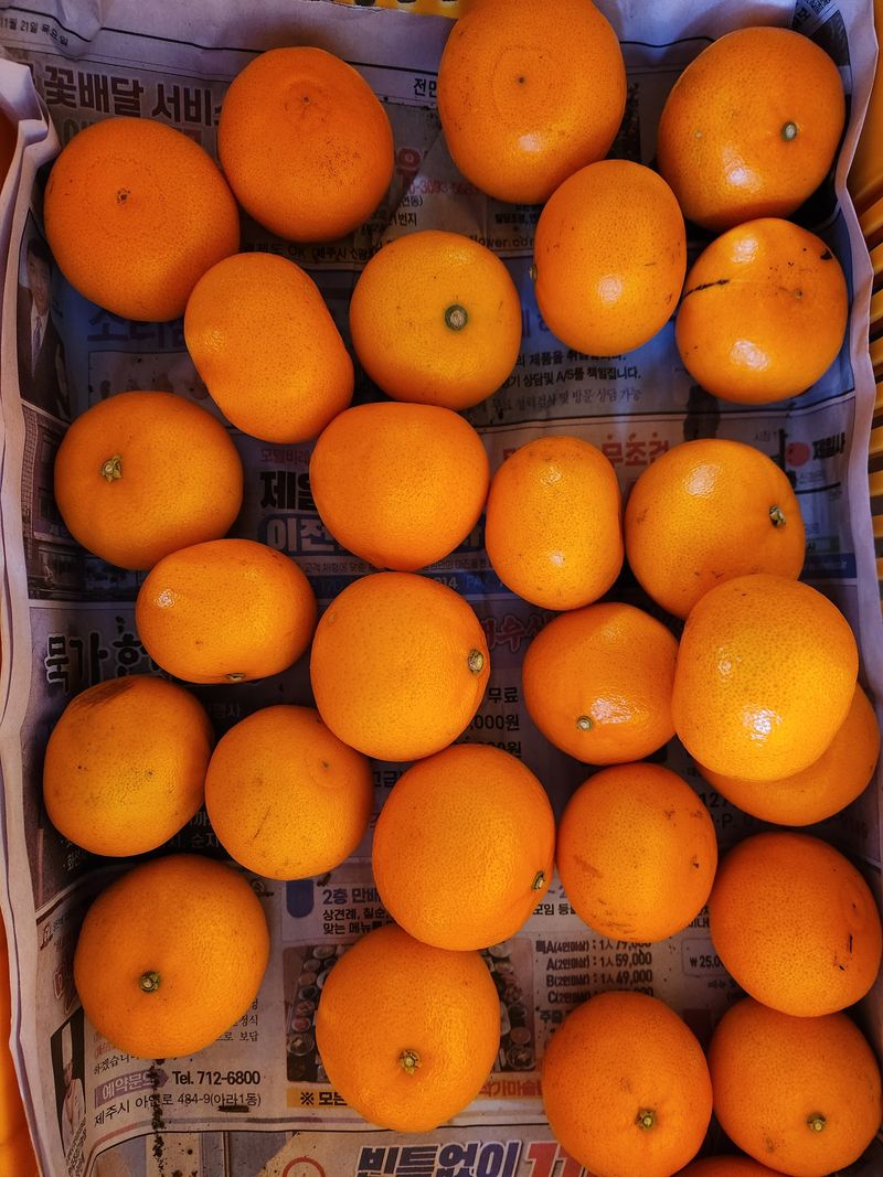 장터 상품 [천혜향] 썸네일